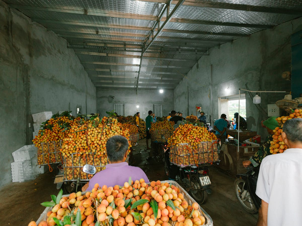 Galpón de fruta · packing